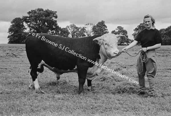 HEADFORD HOUSE  PEDIGREE HEREFORD BULL